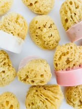 February 07 at 2pm | Sea Sponge Soap Making Workshop